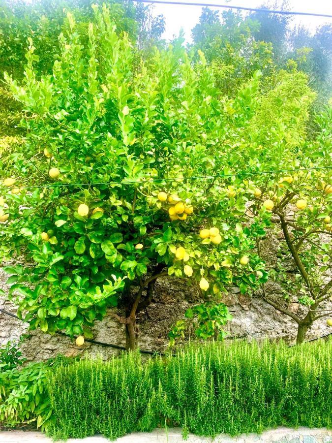 Il Gabbiano Di Pieve Bed & Breakfast Pieve Ligure Eksteriør bilde